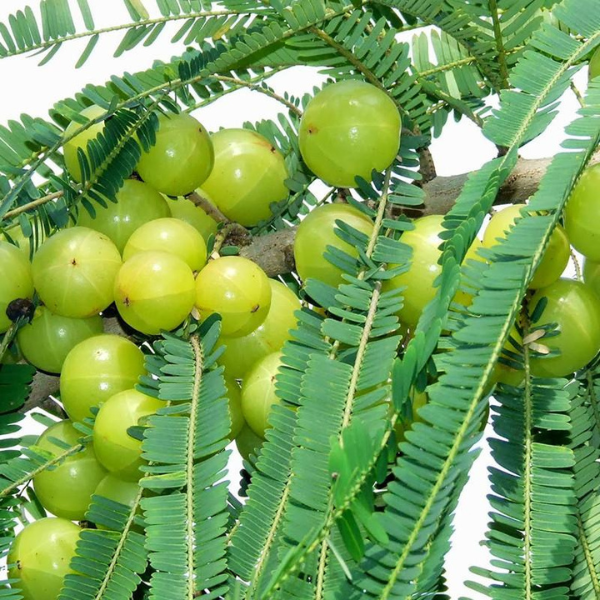 Amla | Ayushman herbal