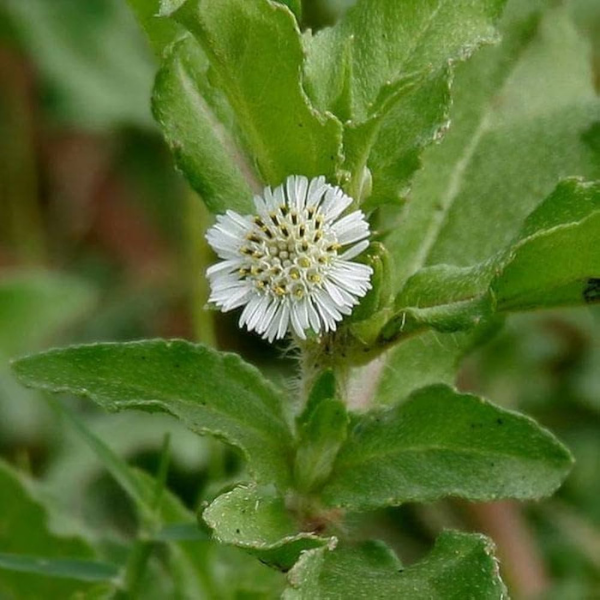 Bhringraj