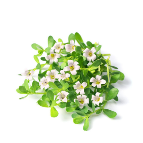 Brahmi