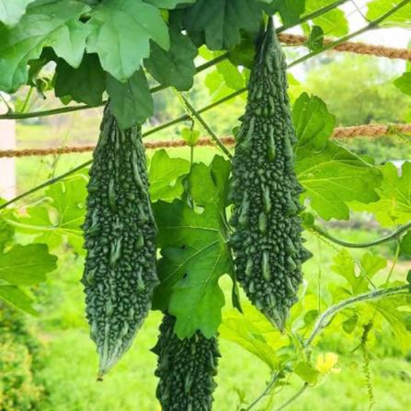 Karela