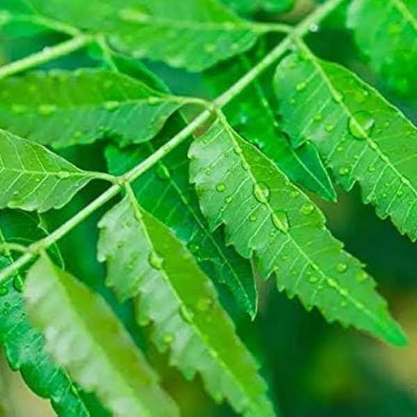 Neem