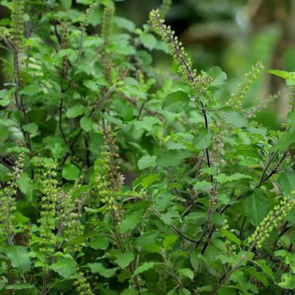 Tulsi